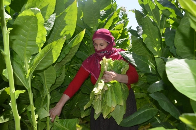 Türkiye'den bu yıl 60 bin ton tütün ihracatı bekleniyor