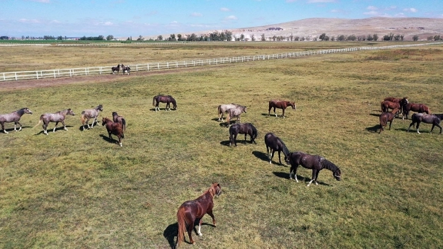 Şampiyonların elit tayları satışa sunulacak