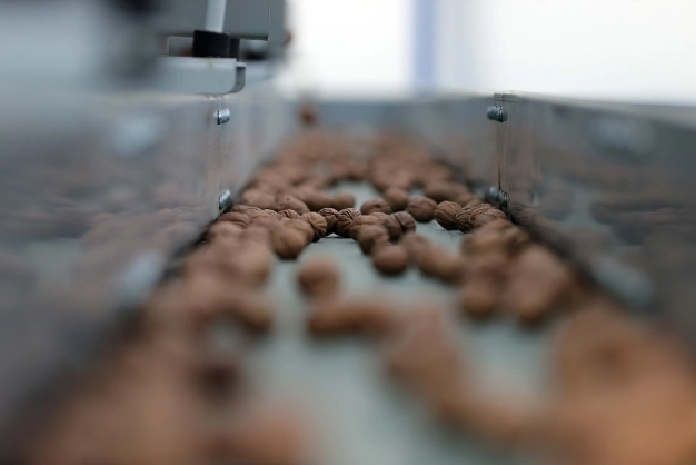 Türkiye'nin cevizde üretimi kadar tüketimi de artıyor