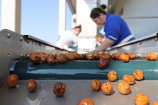 Türkiye'nin cevizde üretimi kadar tüketimi de artıyor