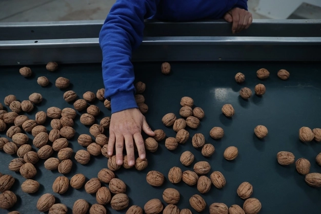 Türkiye'nin cevizde üretimi kadar tüketimi de artıyor