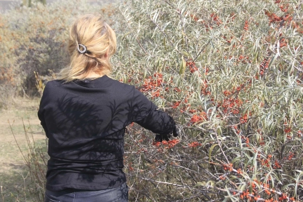 Stratejik bitkilerden şifalı formüller