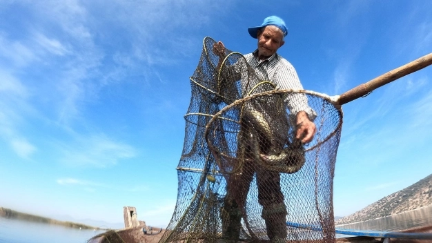 Yılan balığının Meksika'dan Türkiye'ye 7 bin kilometrelik yolculuğu