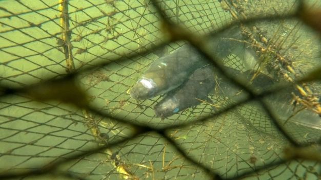 Yılan balığının Meksika'dan Türkiye'ye 7 bin kilometrelik yolculuğu