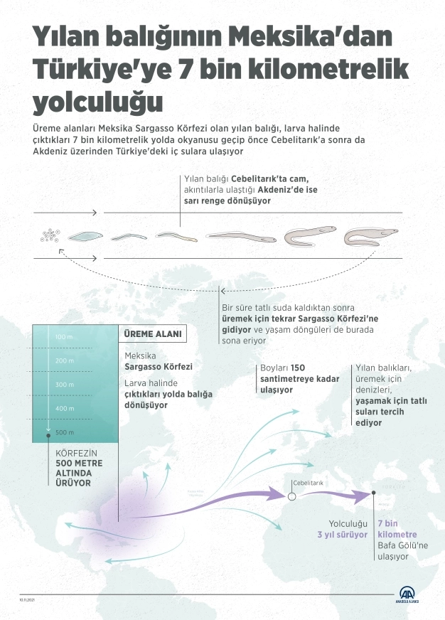 Yılan balığının Meksika'dan Türkiye'ye 7 bin kilometrelik yolculuğu