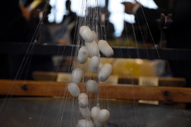 Koza üretimi yüzde 100 hibe desteğiyle artacak