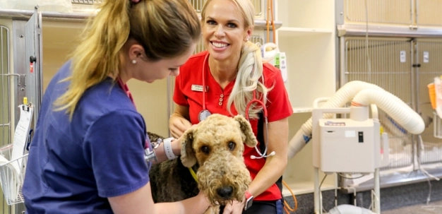 Veteriner kontrollerine tabi ürünlerin ithalat esasları belirlendi