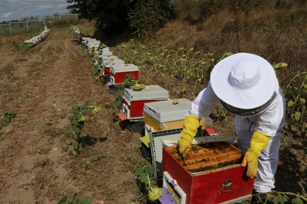 Akıllı arı kovanları