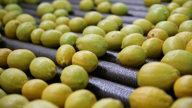 Türkiye'nin yaş meyve ve sebze ihracatını geçen yıl 5 ürün sırtladı