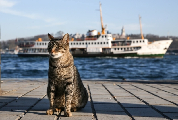 Avrupa kedi başkenti: İstanbul