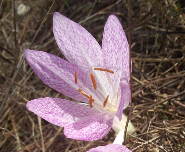 Bu çiçekler İstanbul’a sevdalı