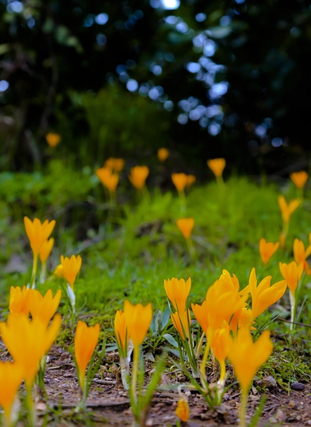 Bu çiçekler İstanbul’a sevdalı