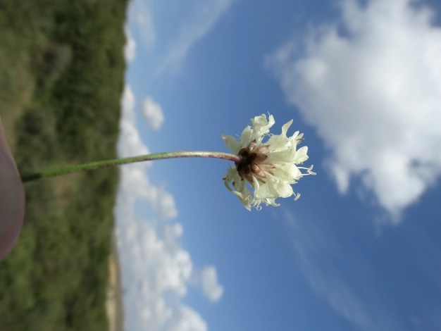 Bu çiçekler İstanbul’a sevdalı