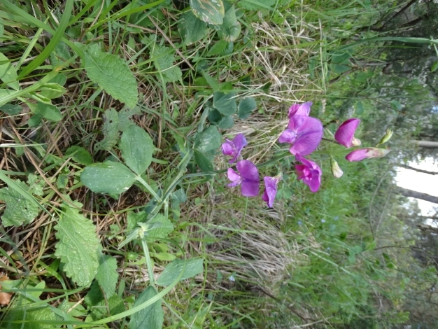 Bu çiçekler İstanbul’a sevdalı