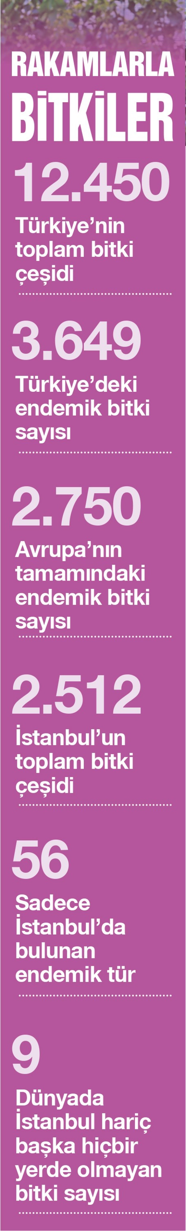 Bu çiçekler İstanbul’a sevdalı