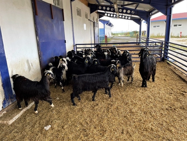 Hayvancılıkta üretim kalitesi 'Hayvan Refahı' uygulamaları ile artacak