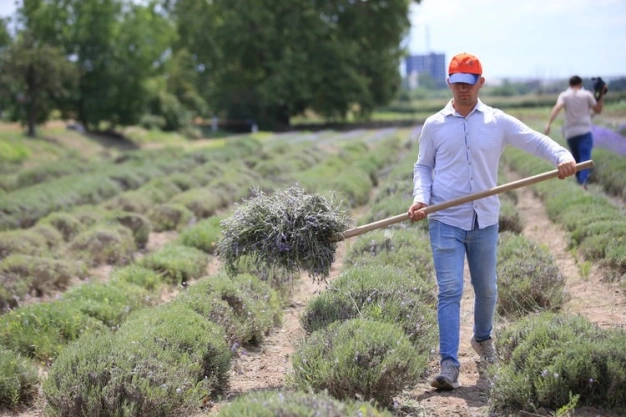 Trakya'da lavanta ekili alan 7 yılda 260 kat arttı