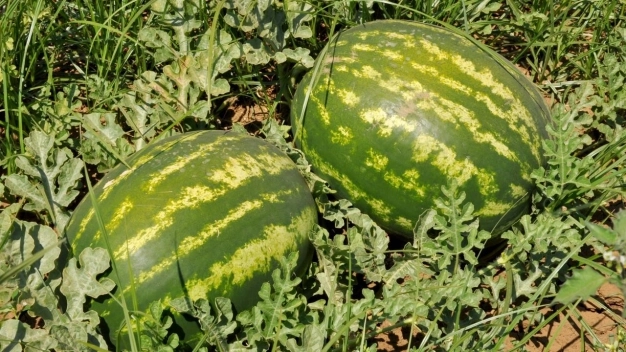 Temmuzda en çok biberin fiyatı arttı, karpuzun fiyatı düştü