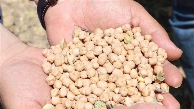 Yozgat'ta nohutta rekolte beklentisi 75 bin ton