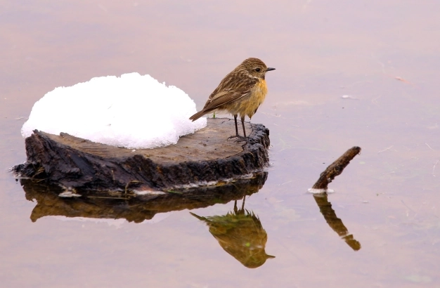 Bir milyonluk göç yolculuğu başlıyor