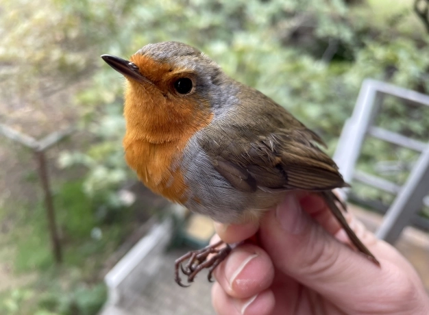 Bir milyonluk göç yolculuğu başlıyor