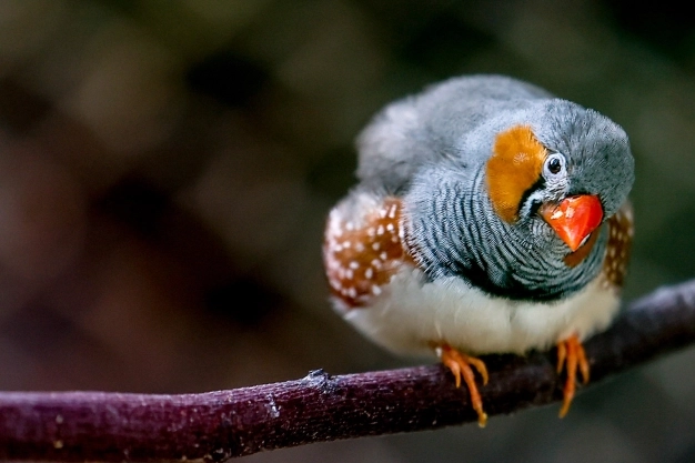 Bir milyonluk göç yolculuğu başlıyor