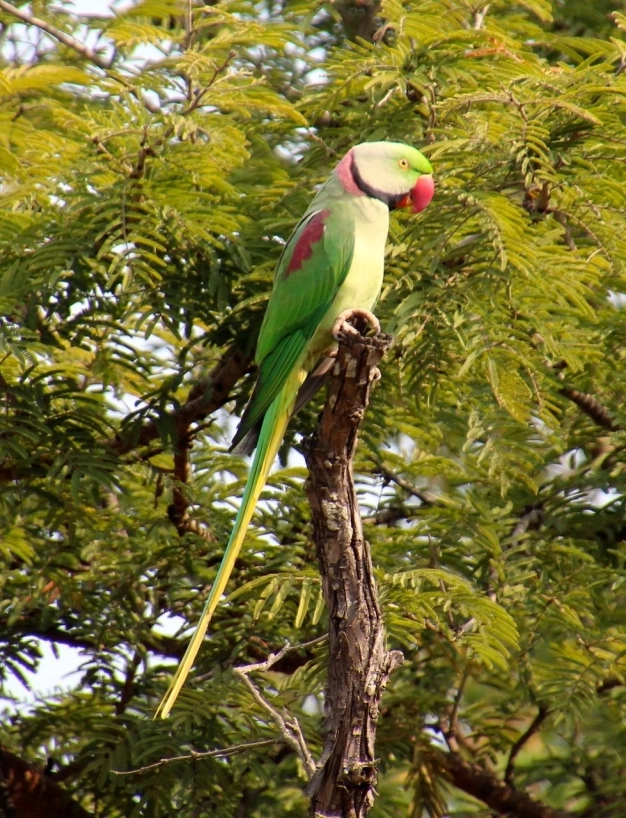 Bir milyonluk göç yolculuğu başlıyor