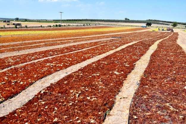 Kuru üzüm ihracatında hedef 500 milyon doları aşmak