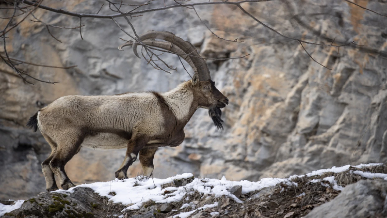 Tunceli dağlarındaki yaban keçileri fotoğrafçıların ilgisini çekiyor
