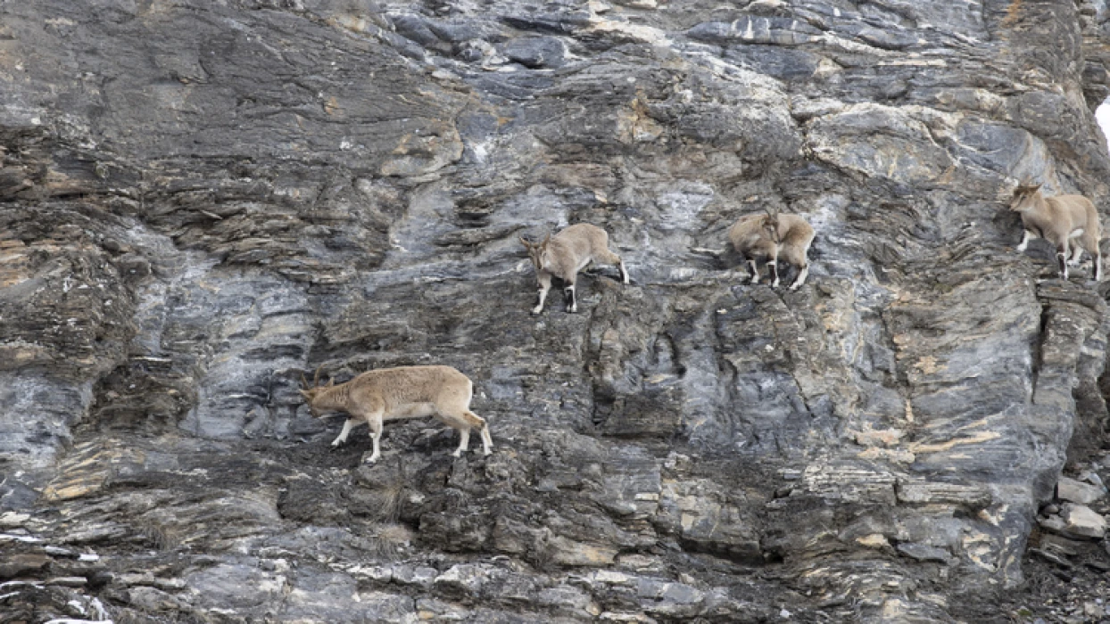 Tunceli dağlarındaki yaban keçileri fotoğrafçıların ilgisini çekiyor