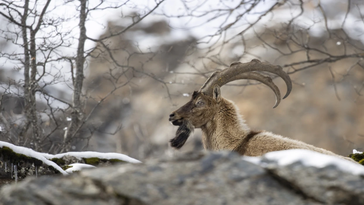 Tunceli dağlarındaki yaban keçileri fotoğrafçıların ilgisini çekiyor